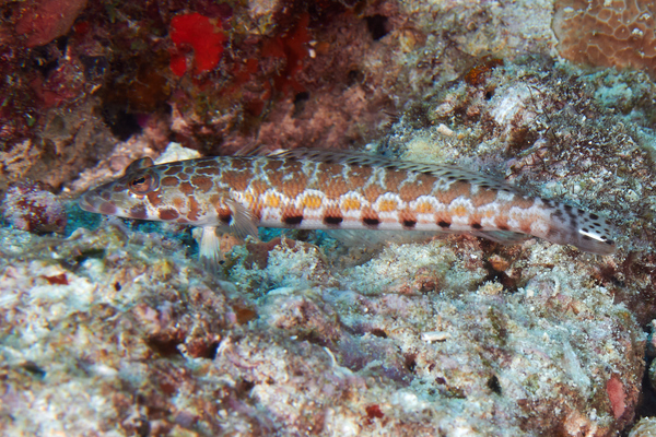 Sandperches - Thousand-spot Grubfish