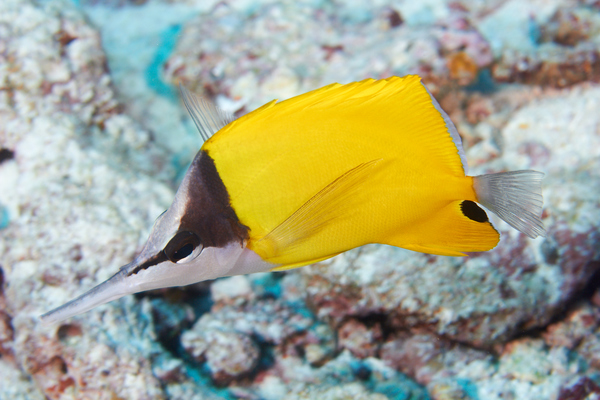 Butterflyfish - Longnose Butterflyfish