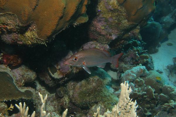 Snappers - Mahogany Snapper