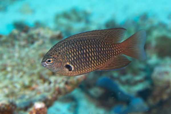 Damselfish - Indian Damselfish