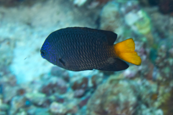 Damselfish - Philippine Damselfish