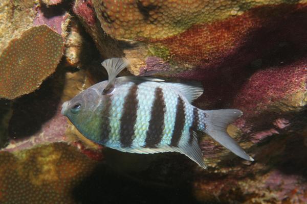 Damselfish - Sergeant Major