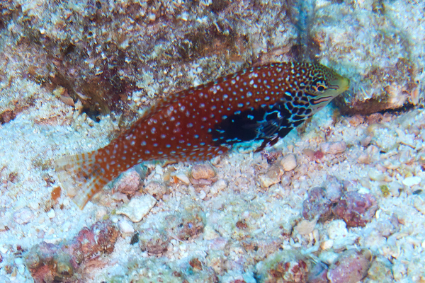 Wrasse - Rare Wrasse