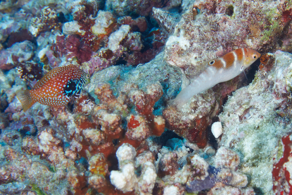 Wrasse - Variegated Wrasse