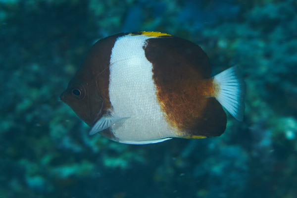 Butterflyfish - Brown-and-white Butterflyfish Butterflyfish - Brown-and-white Butterflyfish