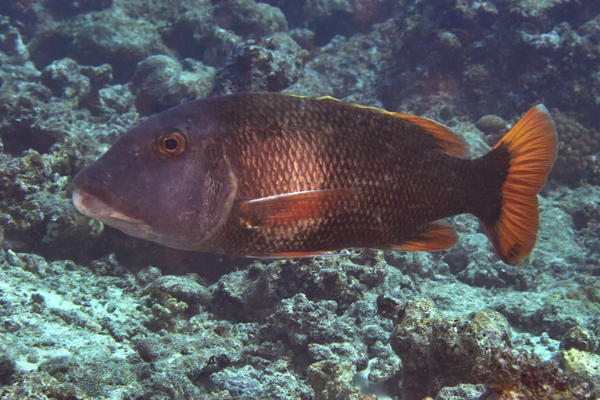 Emperors - Orange-finned Emperor