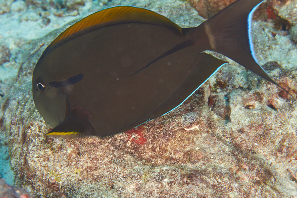 Surgeonfish - Eye-line Surgeonfish