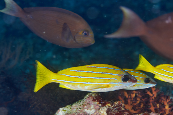 Snappers - Bluelined Snapper