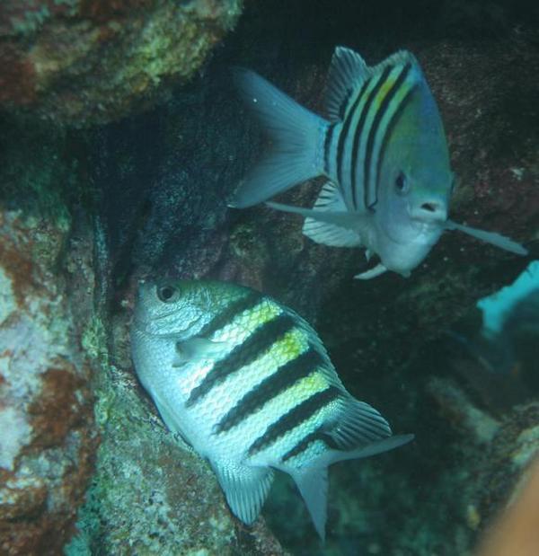 Damselfish - Sergeant Major