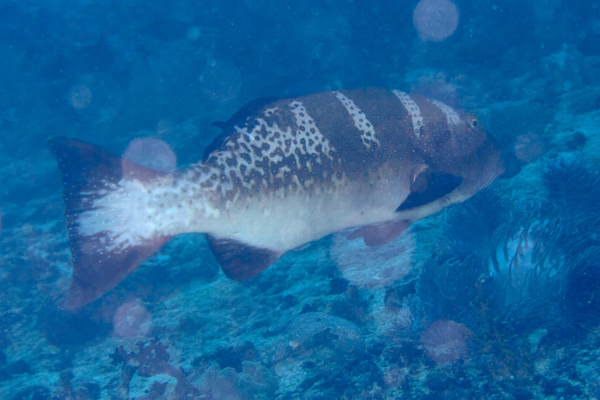 Groupers - Saddle Grouper