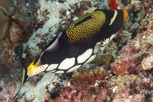 Triggerfish - Clown Triggerfish