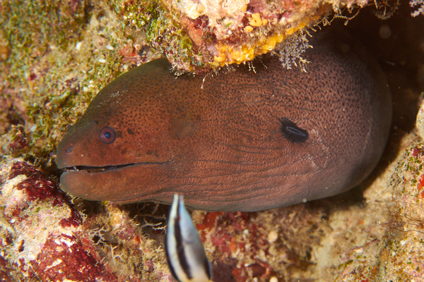 Moray - Giant Moray