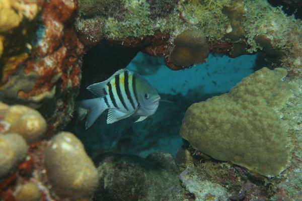 Damselfish - Sergeant Major