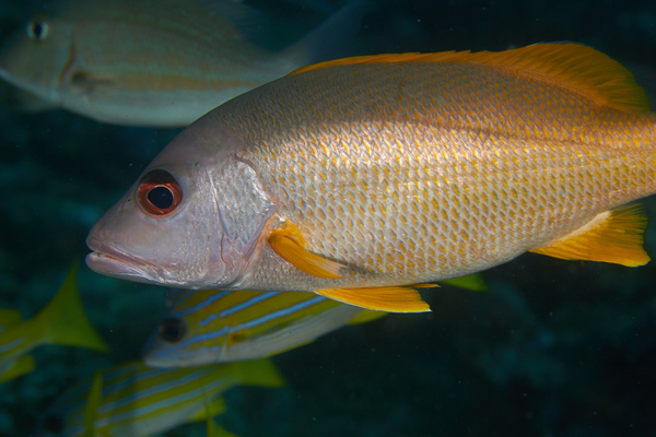 Snappers - One-spot Snapper