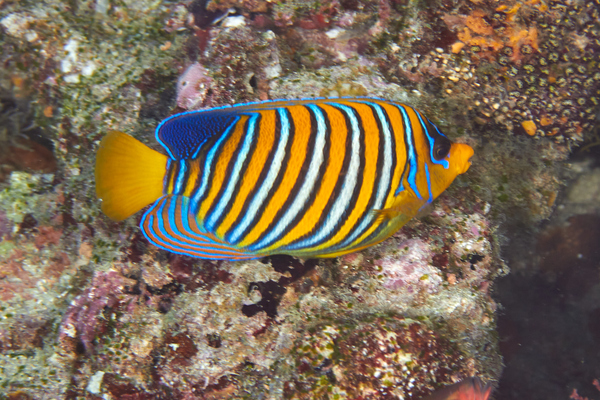 Angelfish - Royal Angelfish