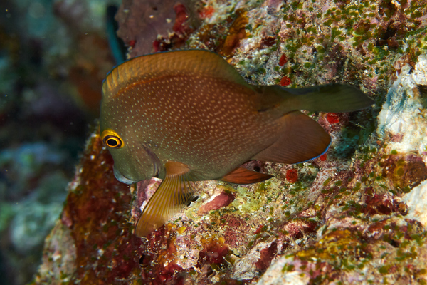 Surgeonfish - Gold-ring Bristletooth