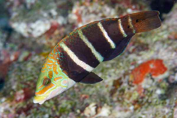 Wrasse - Barred Thicklip Wrasse
