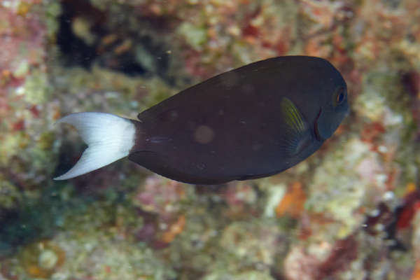 Surgeonfish - Whitetail surgeonfish