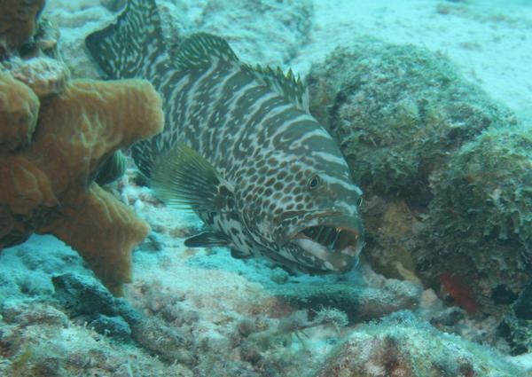 Groupers - Tiger Grouper