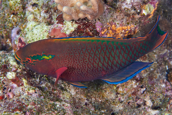 Parrotfish - Swarthy Parrotfish