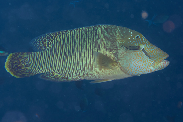 Wrasse - Humphead Wrasse