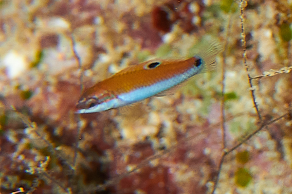 Wrasse - Crescent Wrasse