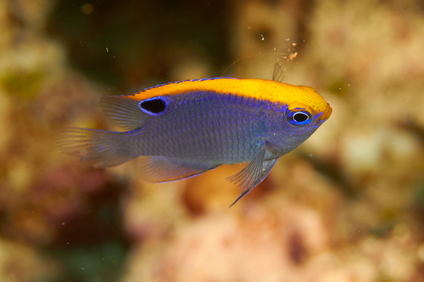 Damselfish - Indian Damselfish