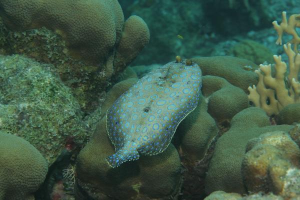 Flounders - Plate Flounder