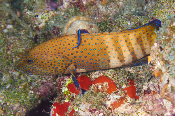 Groupers - Peacock Grouper