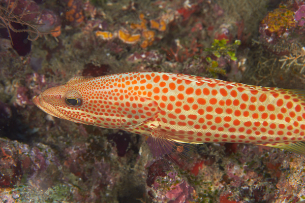 Groupers - Slender Grouper