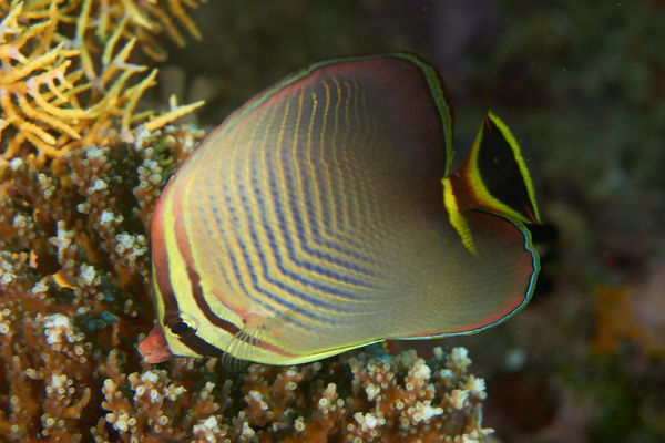 Butterflyfish - Triangle butterflyfish