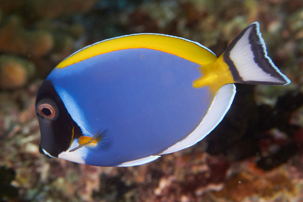 Surgeonfish - Powder Blue