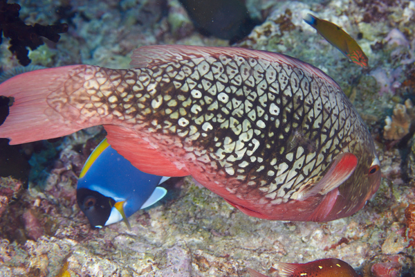 Parrotfish - Ember Parrotfish