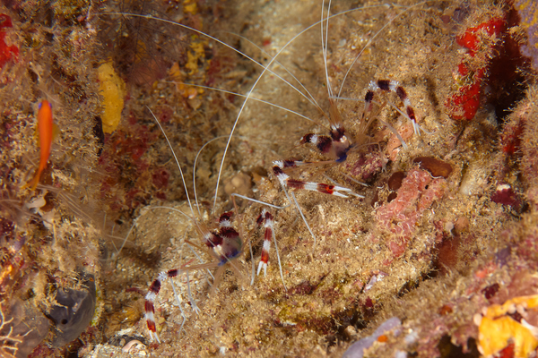 Shrimps - Banded Coral Shrimp