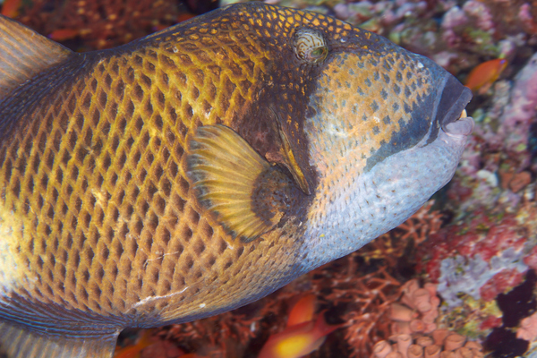 Triggerfish - Titan Triggerfish