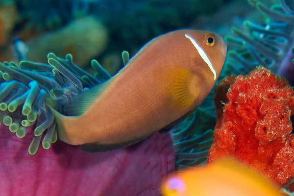 Damselfish - Maldives Anemonefish