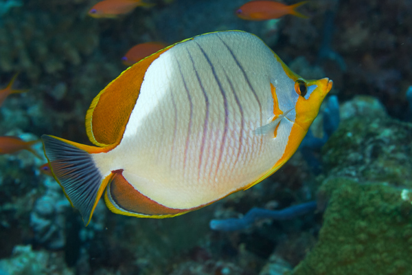 Butterflyfish - Yellowhead Butterflyfish