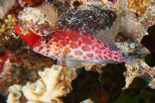 Hawkfish - Pixy Hawkfish