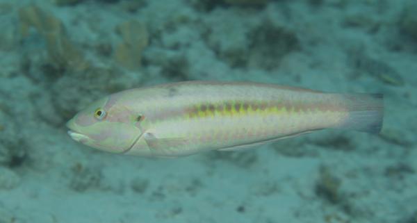 Wrasse - Slippery Dick