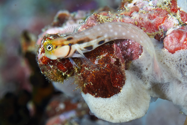 Blennies - Little Combtooth Blenny