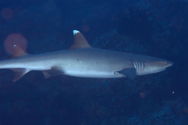 Sharks - Whitetip Reef Shark Sharks - Whitetip Reef Shark