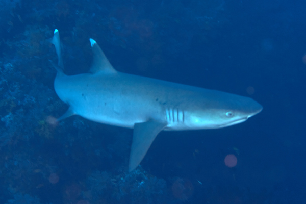 Sharks - Whitetip Reef Shark Sharks - Whitetip Reef Shark