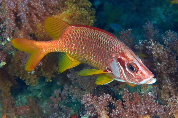 Squirrelfish - Long-jawed Squirrelfish Squirrelfish - Long-jawed Squirrelfish