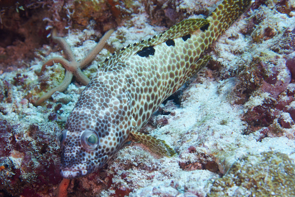 Groupers - Foursaddle Grouper