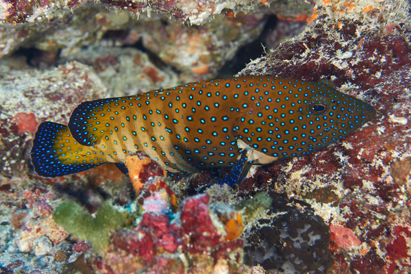 Groupers - Peacock Grouper