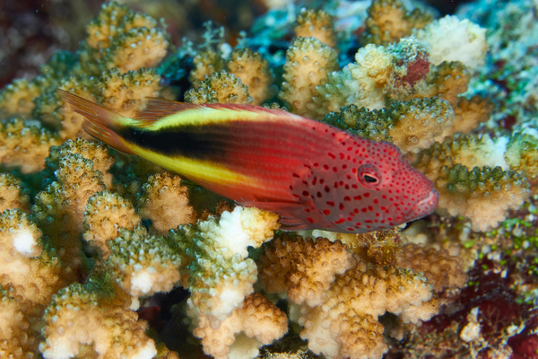 Hawkfish - Blackside Hawkfish