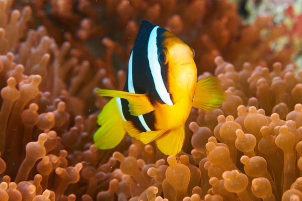 Damselfish - Clark's Anemonefish Damselfish - Clark's Anemonefish