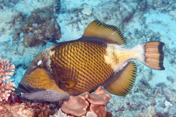 Triggerfish - Titan Triggerfish