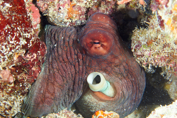 Octopuses - Big Red Octopus Octopuses - Big Red Octopus