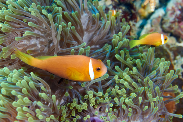 Damselfish - Maldives Anemonefish